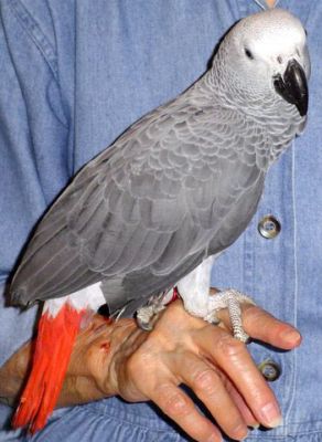 lovely  African  Grey   parrots  looking for a loving and caring home with 