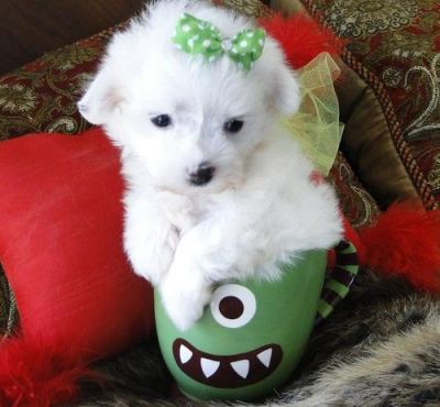 Lovely Micro Maltese Puppies