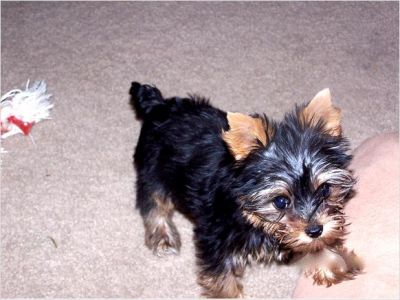 Tiny Teacup Yorkie Puppies