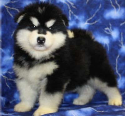 Good Looking Alaskan Malamute puppies for free