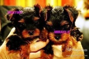   Extremely cute teacup yorkie puppies for free adoption
