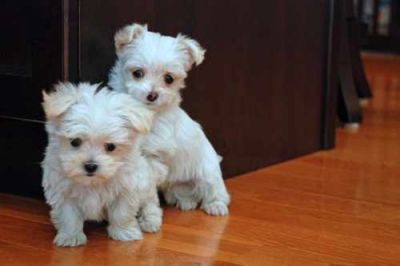 Affectionate Maltese puppies for Adoption