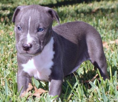 Young And Healthy Pit Bull Puppies