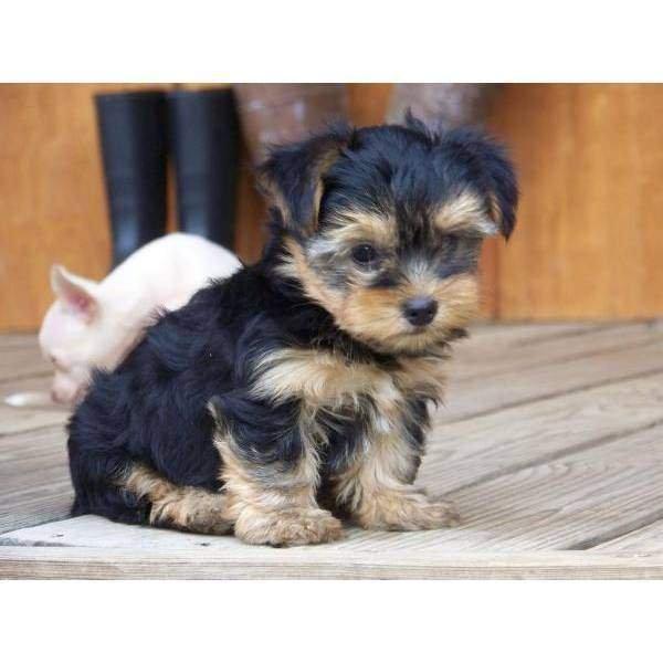 Cute and Charming Yorkie Now Ready Lowest Price