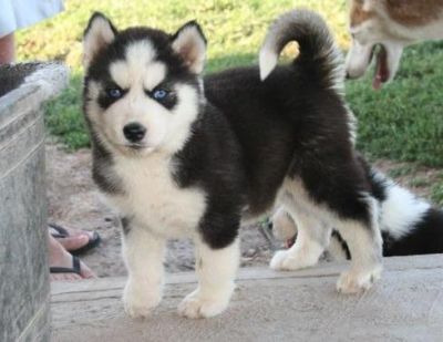 Adorable Siberian Husky puppies for adoption