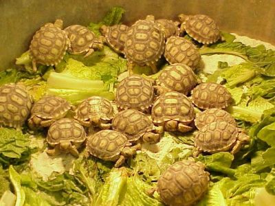 CB Tortoises and Turtles