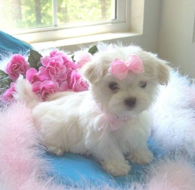 Excellent Maltese puppies ready for a new home