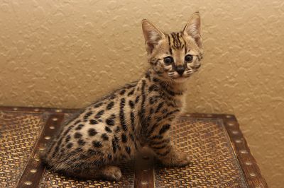 LOVELY SAVANNAH KITTENS READY FOR NEW HOME!!!!