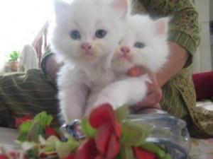 I have Registered great blood lines Persian kittens