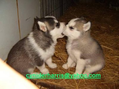 Blue Eyes Siberian Husky Puppies For Free Adoption