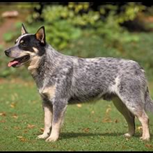 cute and adorable Australian cattle dog available