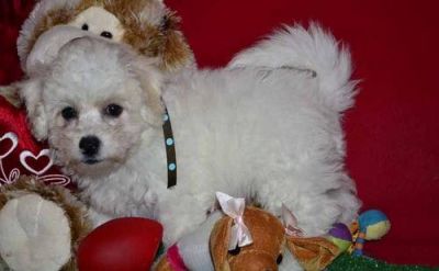 Bichon Frise puppies for sale