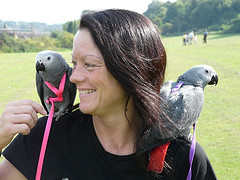 African Grey Parrots