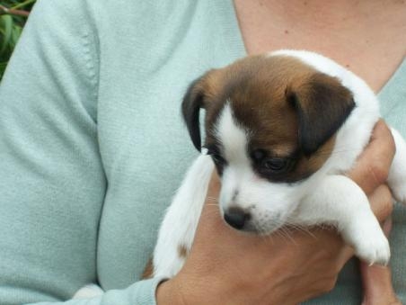 Very Healthy Jack Russell Terrier puppies for adoption