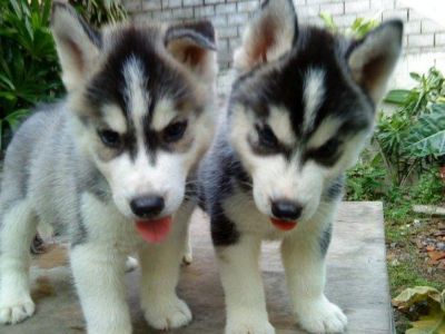 Blue Eyes Siberian Husky Puppies.
