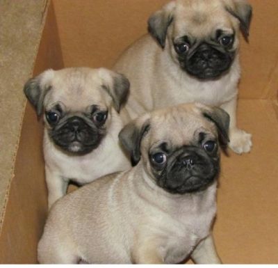  3 pug puppies left for adoption