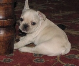 French Bulldog Puppies For Sale