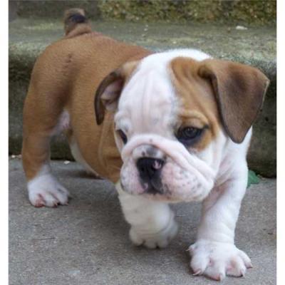 WELL TRAINED ENGLISH BULLDOG PUPPIES READY FOR NEW HOME(sanchez.lisa2047@yahoo.com)