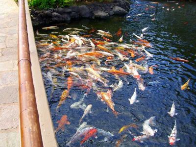 Decorative KOI fishes now available at their best prices.