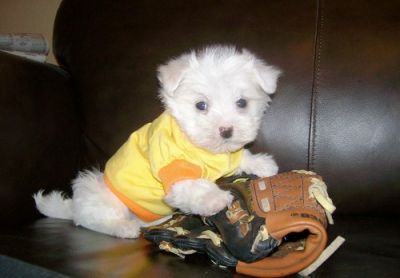 Healthy Maltese Puppies male and female ready now 