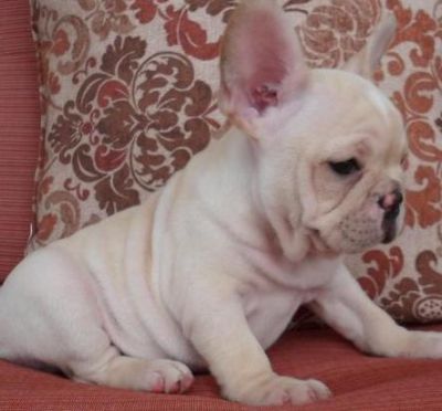 Adorable and cute French bulldog pupps now ready to meet a new home