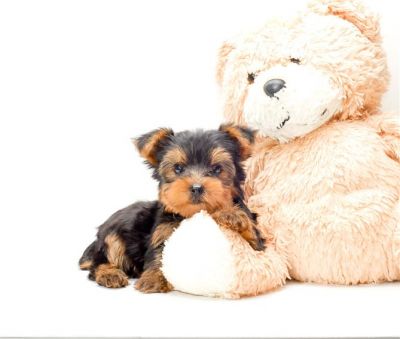 teacup male and female yorkies puppies for adoption