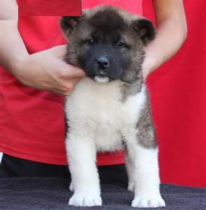 Excellentakita Puppies For Free Adoption