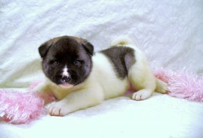 Lovely Vet checked Akita puppies for re-homing