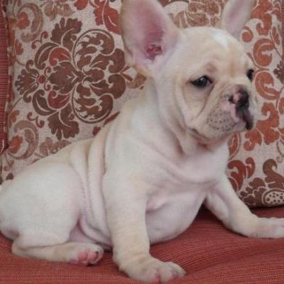 Adorable and cute French bulldog pupps now ready to meet a new home