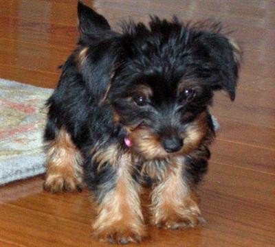 beautiful yorkies puppies ready to go for x_mas.