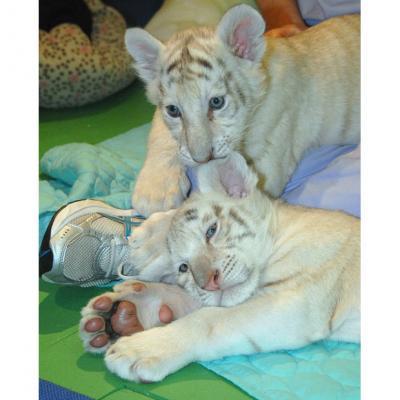 adorable Chimpanzees and white tiger cubs for sale