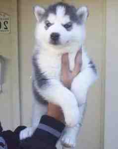 cute and lovely siberian husky puppies for good home