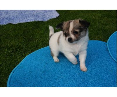 2 Toy Chihuahua Puppies For Sale/Adoption -