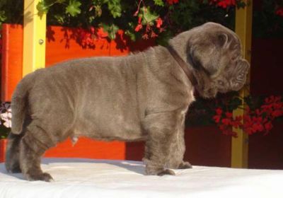 Adorable Male And Female  Neapolitan Mastiff Puppies For Sale