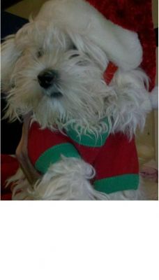AKC REG,Adorable X-Mas Teacup Maltese Puppies For Adoption
