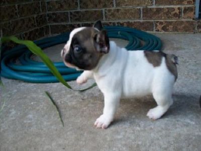 QUALITY FRENCH BULLDOG PUPPIES