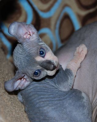 Beautiful & Healthy Sphynx Kittens For Good Homes