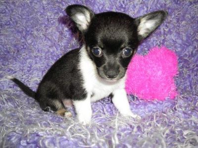 Male and Female Chihuahua puppies For Sale