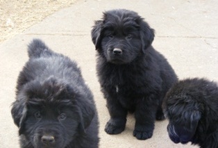 Newfoundland Puppies For Sale 