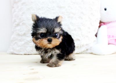 lovely and adorable yorkie puppies for free adoption