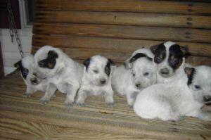 Australian Cattle Dog puppies for sale