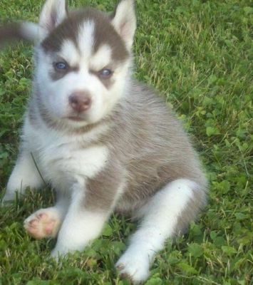 good looking Si berian husky puppies for sale