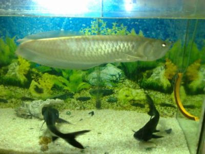 Red Arowana, Asian Red, Super Red, and many other fishes for sale