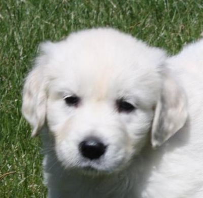 golden retriever puppies for sale