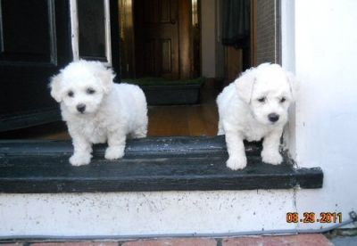 Bichon Frise Puppies For Sale