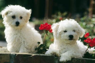 Lovely Bichon Frise puppies
