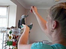 Amazing African Grey Parrots Puppies for Adoption