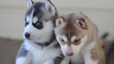 Adorable Male and Female Siberian Husky Puppies For Free Adoption