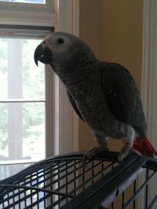 Africa grey parrots and eggs for sale