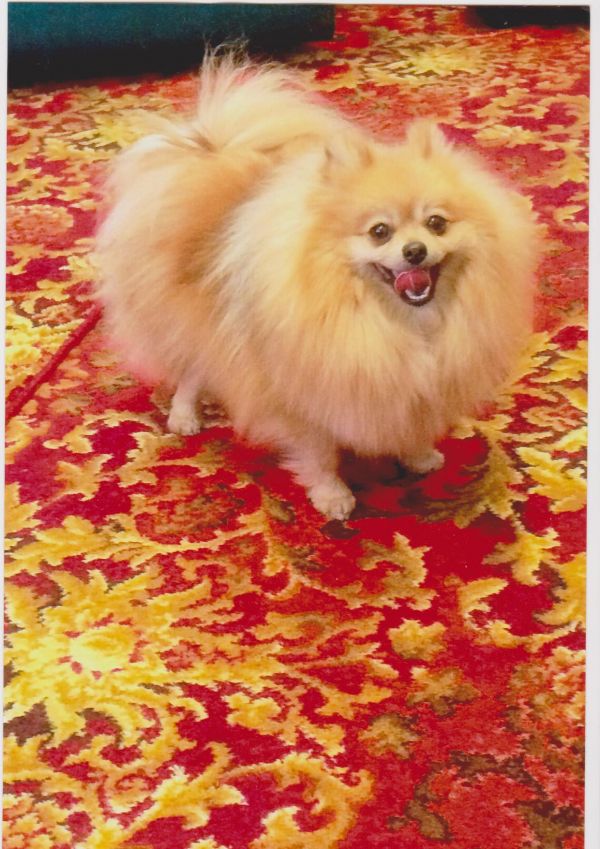 Pomeranian young adult female, de-sexed. vaccinated, micrchipped